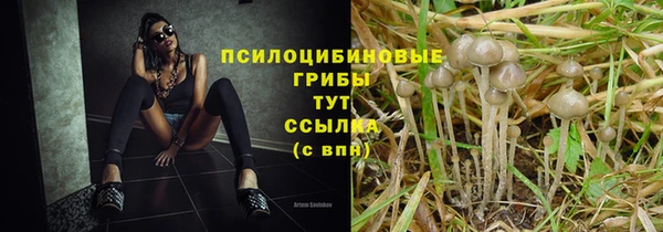 стаф Алзамай